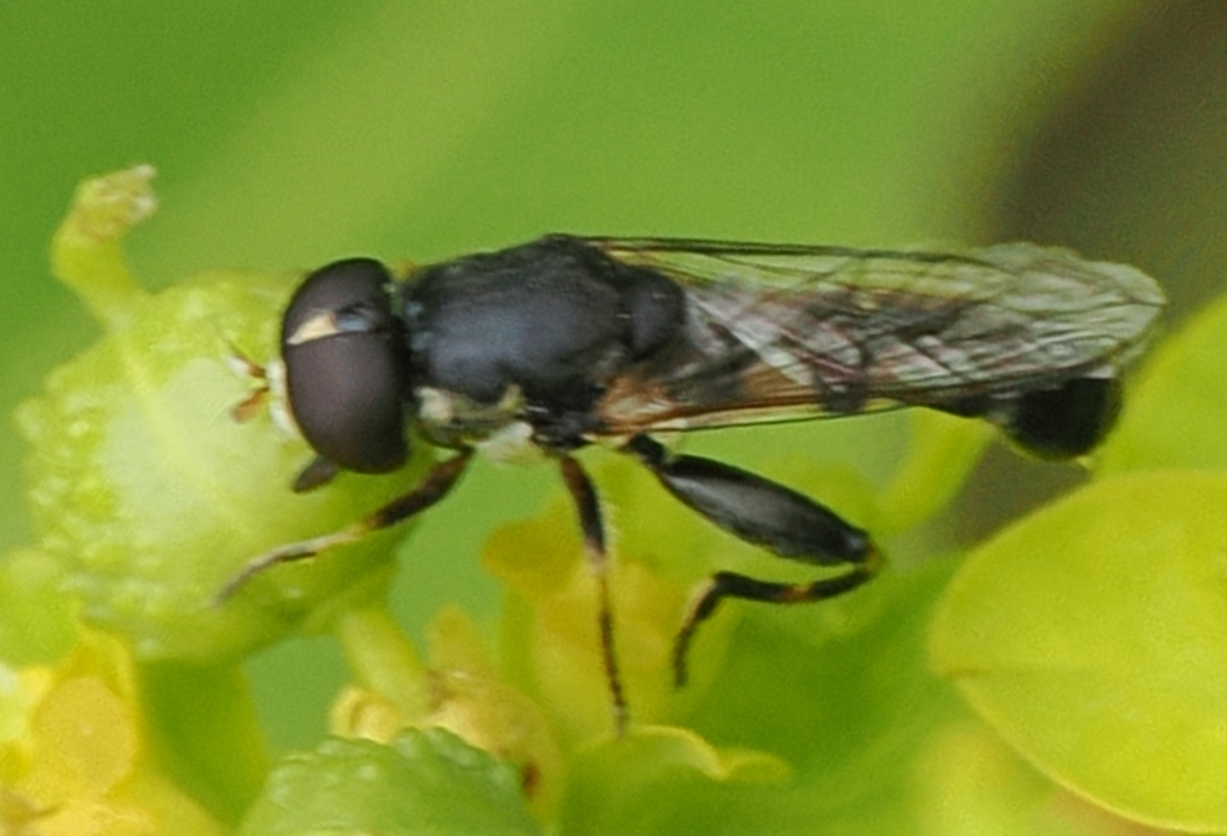 Syritta-pipiens